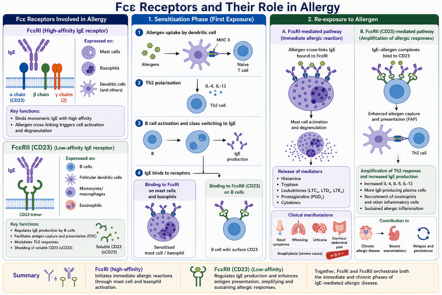 202606 - allergy LP FcEp image v2.png