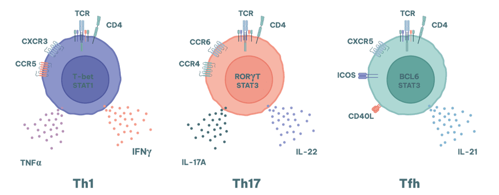 Autoimmunity and T cells - Th1 cell, Th17 cell and Tfh cell RoukenBio Immunology CRO redefined.png