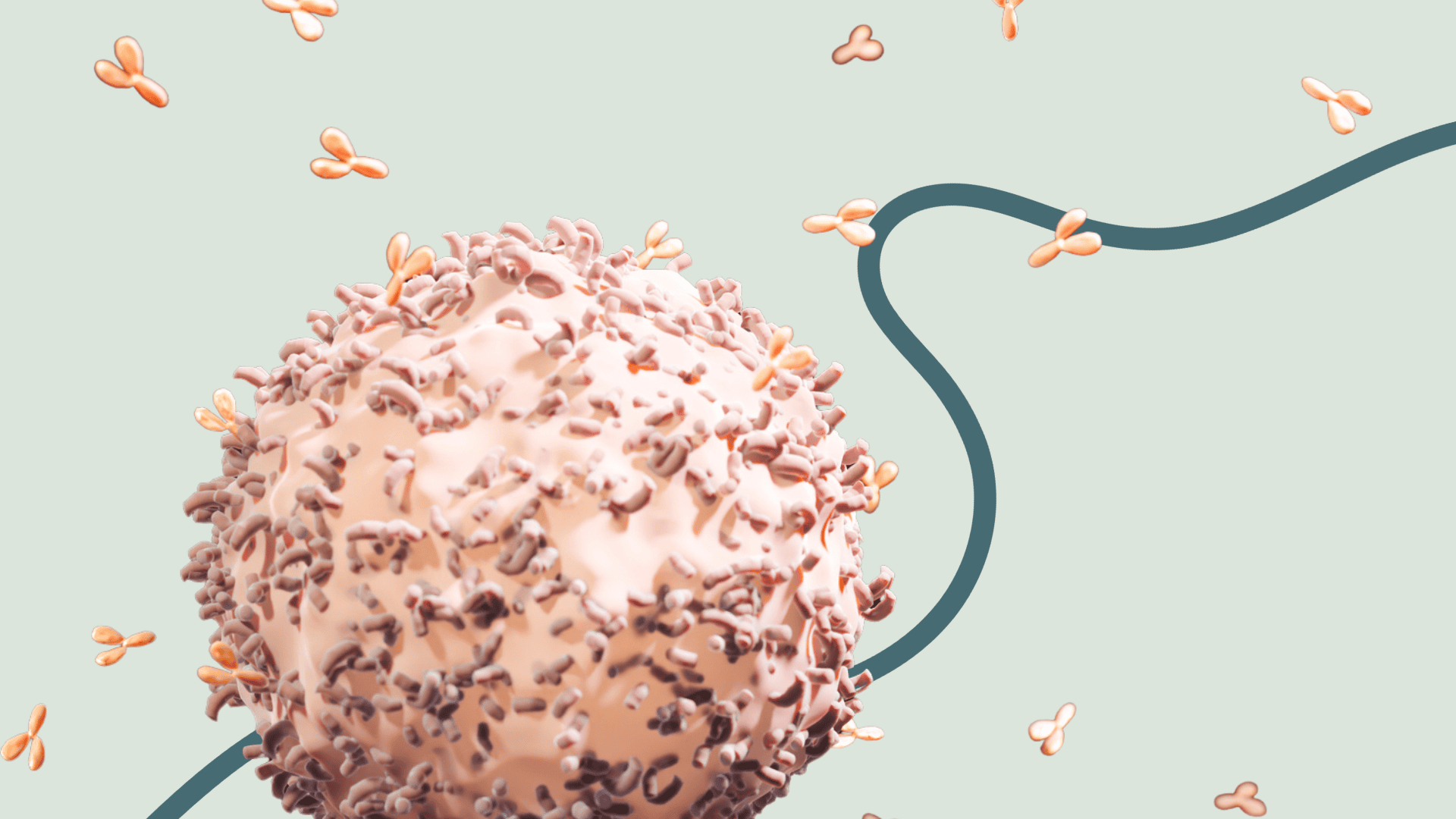 B cell releasing antibodies - B cell depletion therapies in autoimmune disease.png
