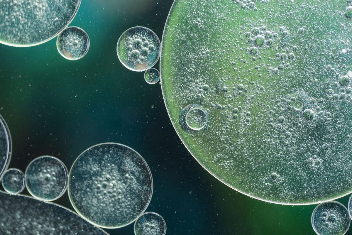 Cell Line Express
