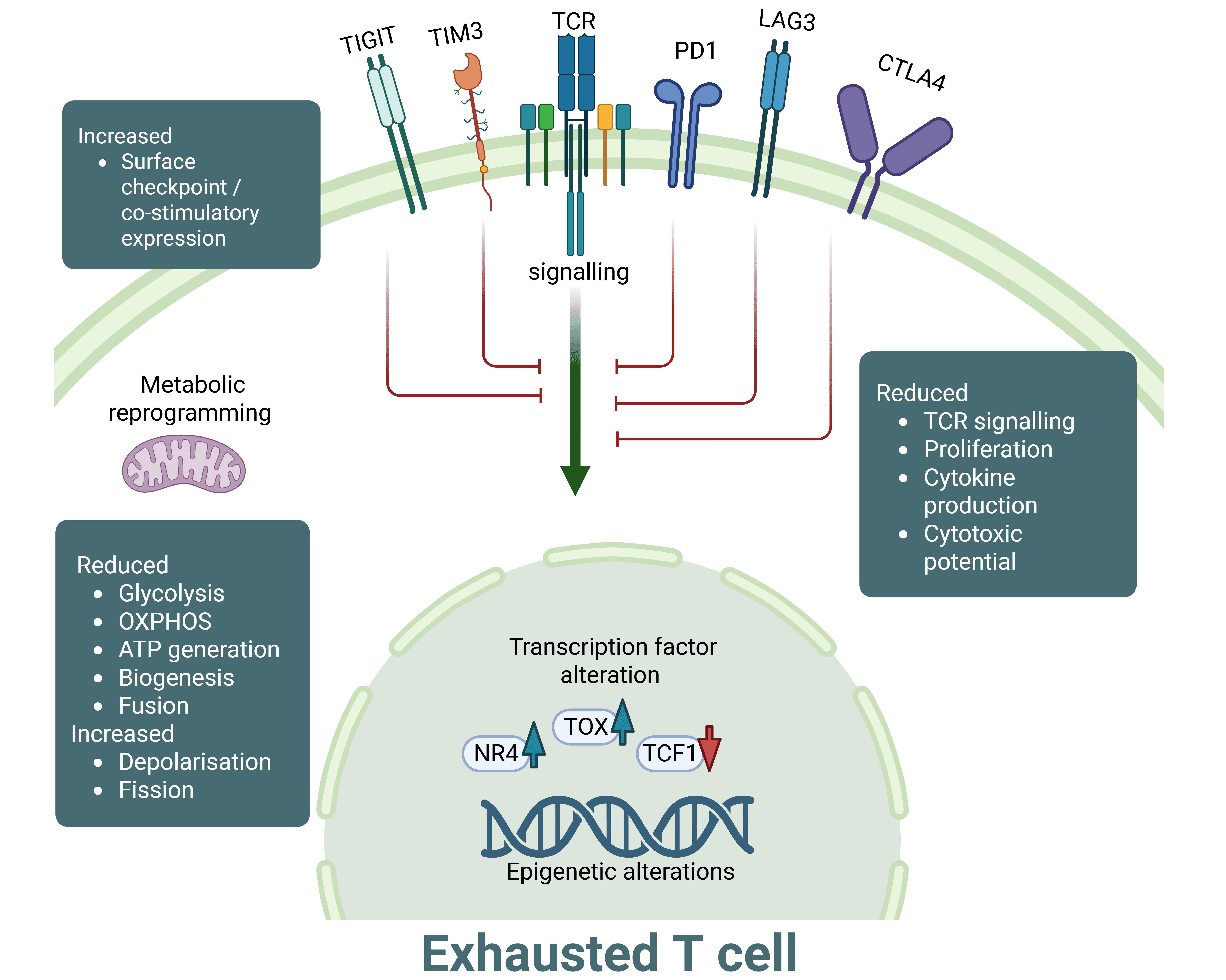 Exhausted T cell image for LP I-O.png