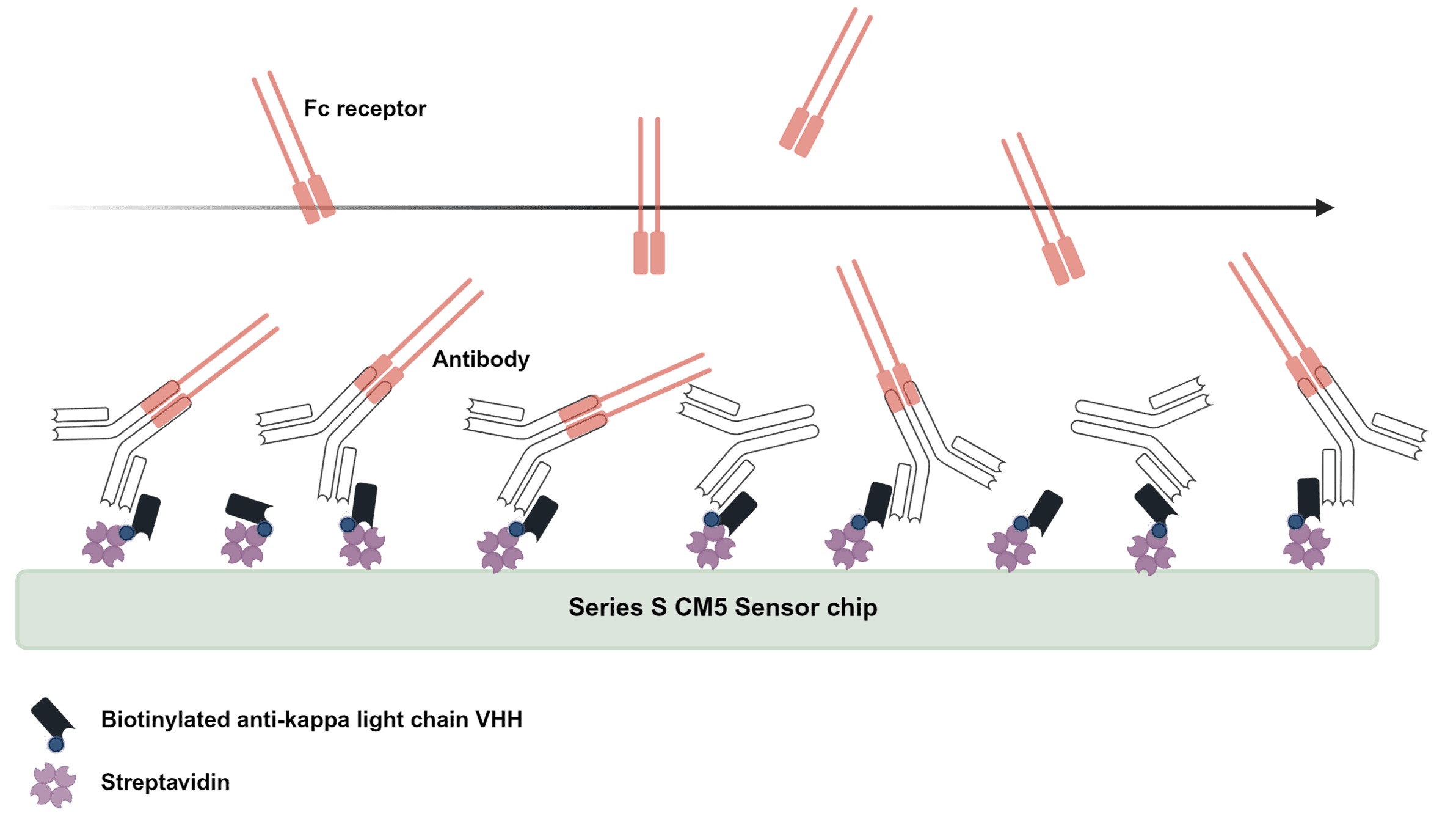 FcRУ and FcRn binding analysis - RoukenBio.png
