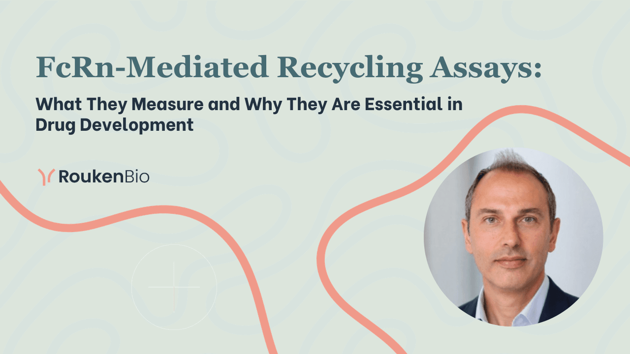FcRn-Mediated Recycling Assays What They Measure and Why They Are Essential in Drug Development.png