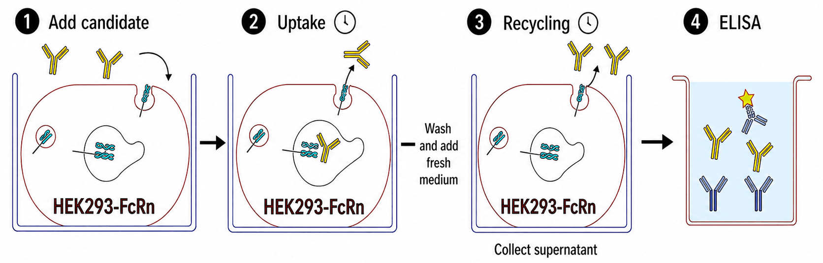 FcRn mediated recycling assay workflow step by step RoukenBio.png