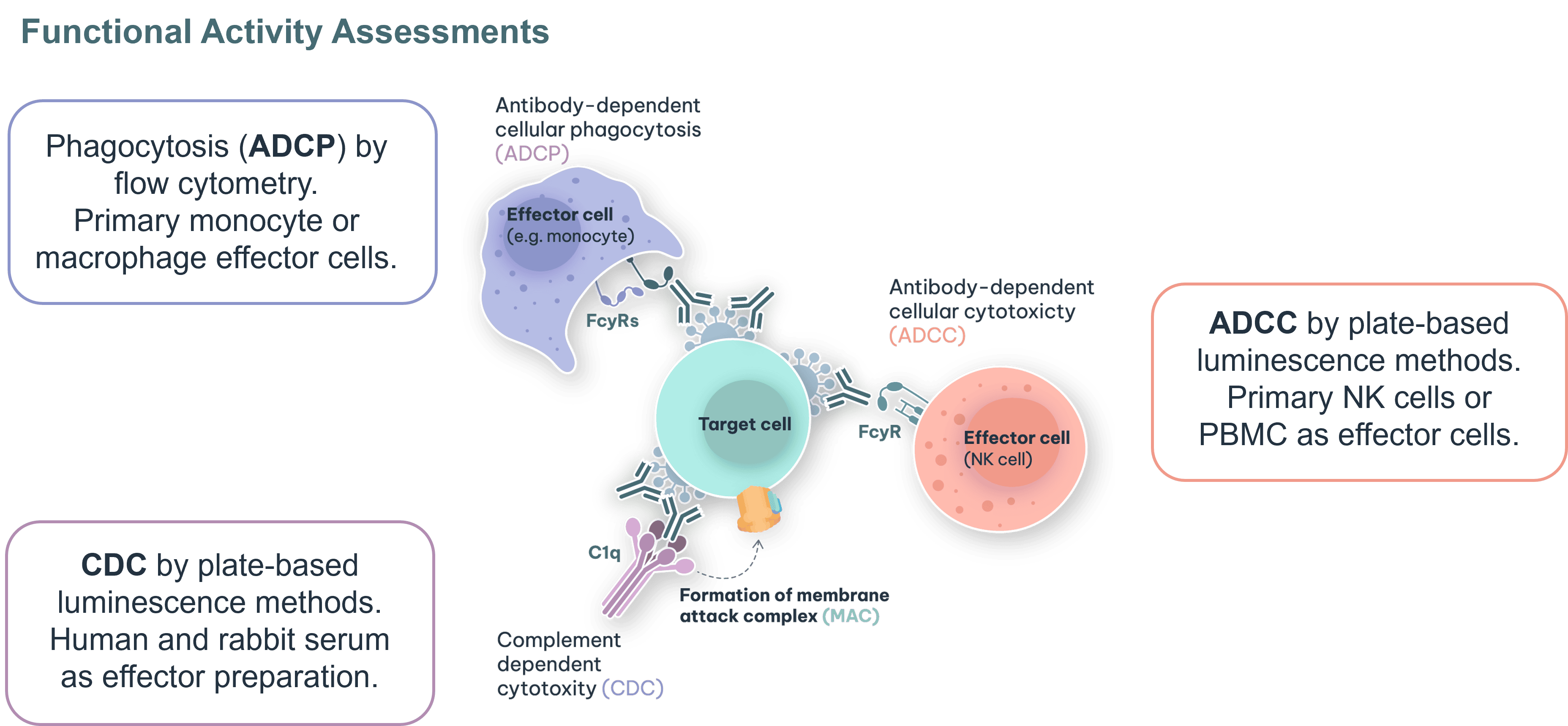 Functional Activity assessments - RoukenBio.png