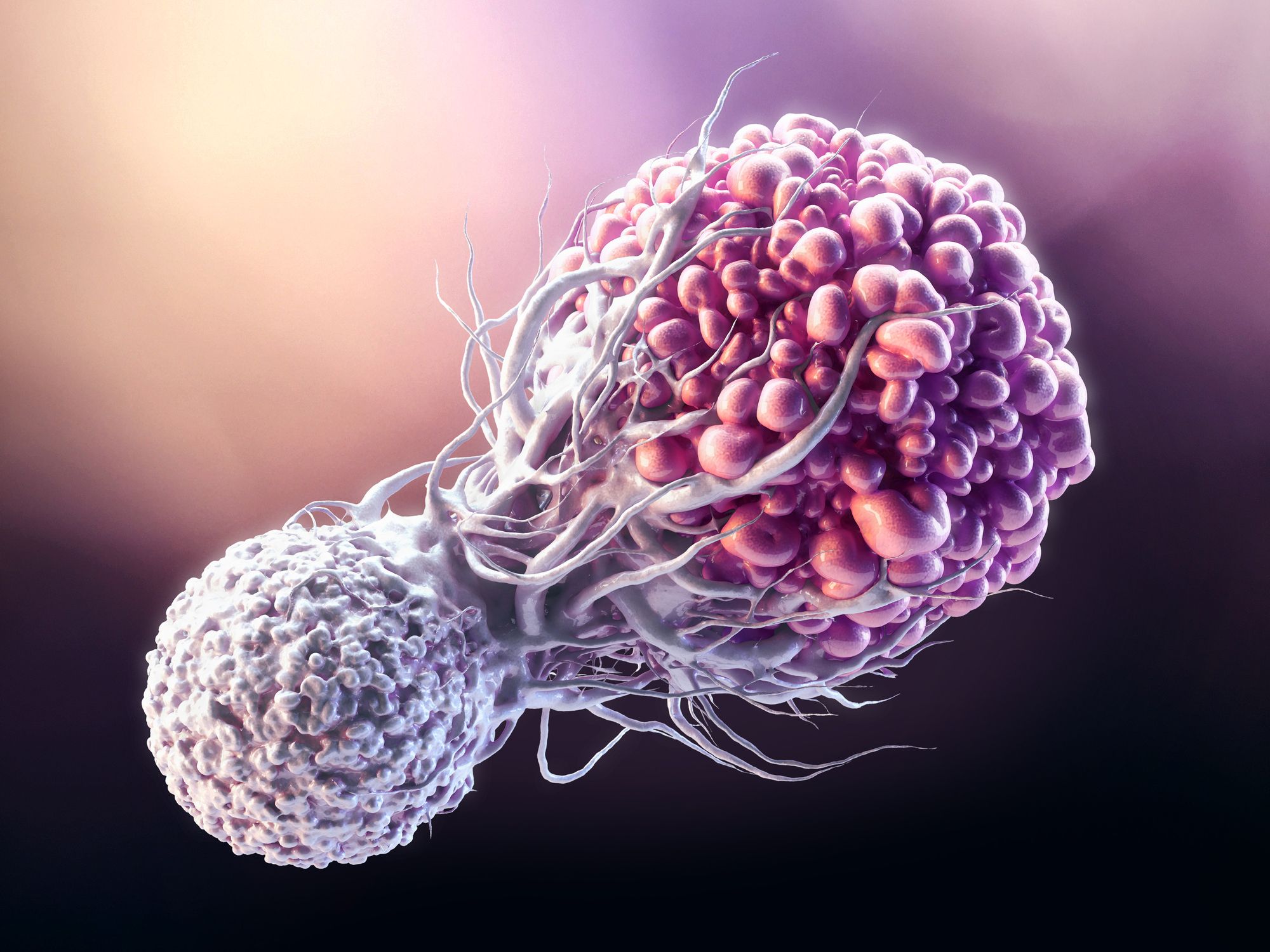 Immune cell assays