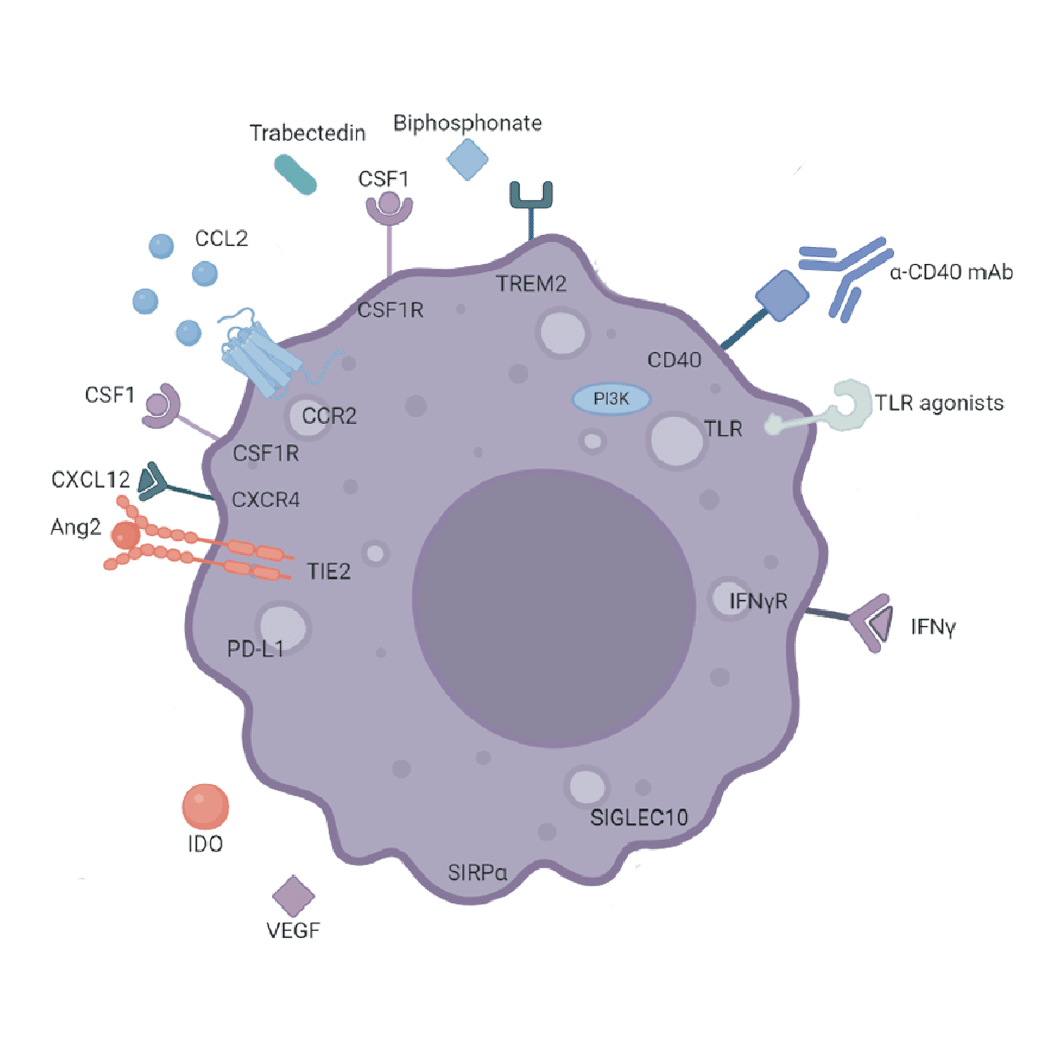 Macrophage cell autoimmunity RoukenBio Immunology CRO redefined.png