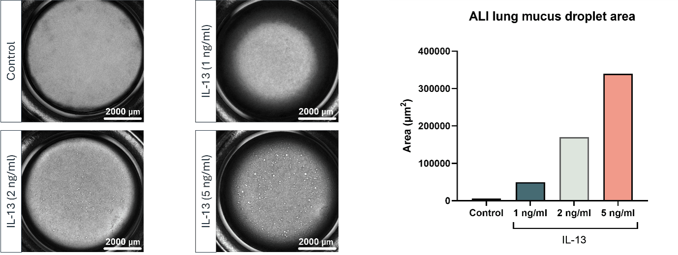 Mucus Hypersecretion data for Asthma therapeutic developers using human relevant ALI model.png