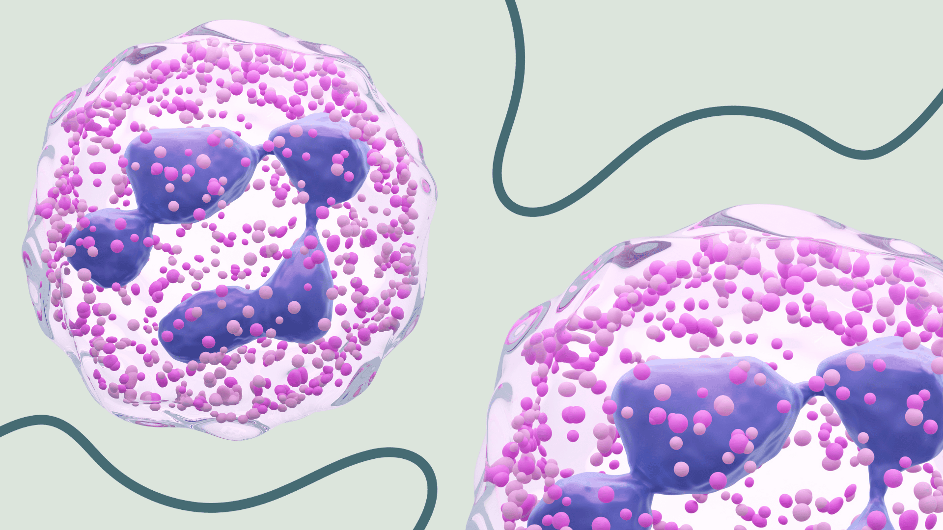 Neutrophil assay