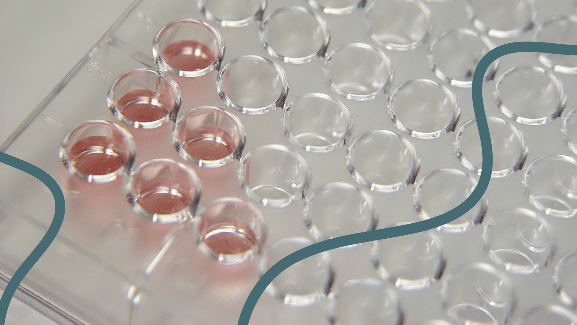 Potency Assay RoukenBio