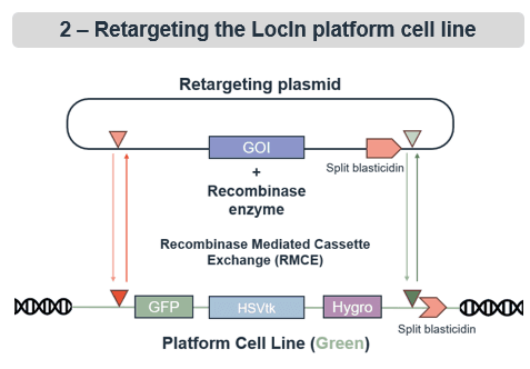 REYTARGETING THE lOCiN PLATFORM CELL LINES.png