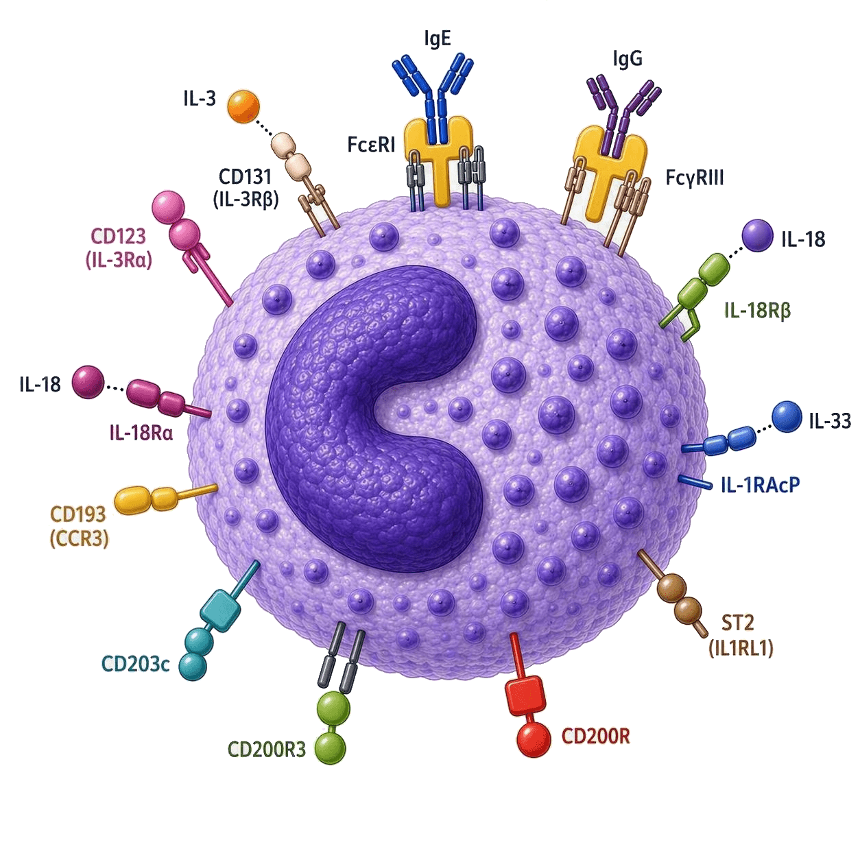 RoukenBio - Basophils.png