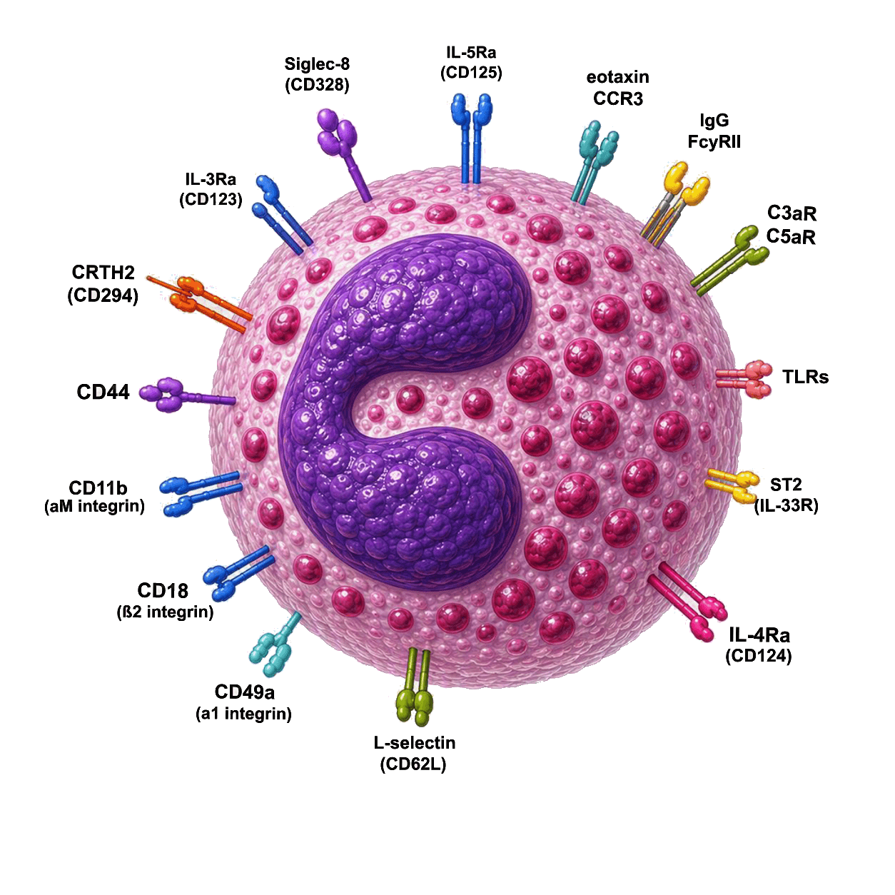 RoukenBio - Eosinophil.png