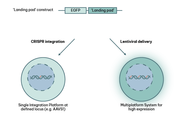RoukenBio - LocIn is an advanced targeted integration system designed for the efficient generation of cell lines.png