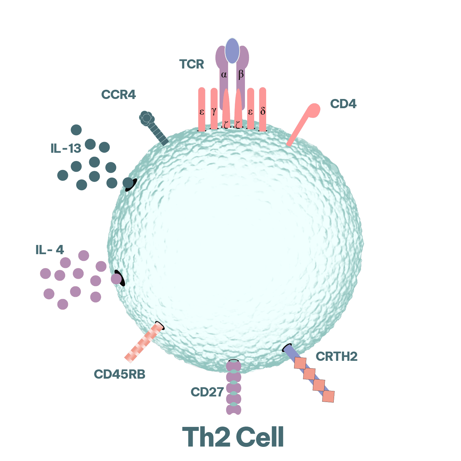 RoukenBio - Th2 cell - allergy and immunology expertise final.png
