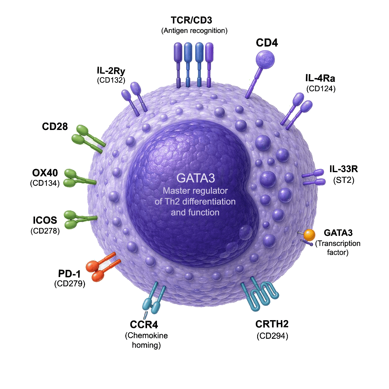 RoukenBio - Th2 cell.png