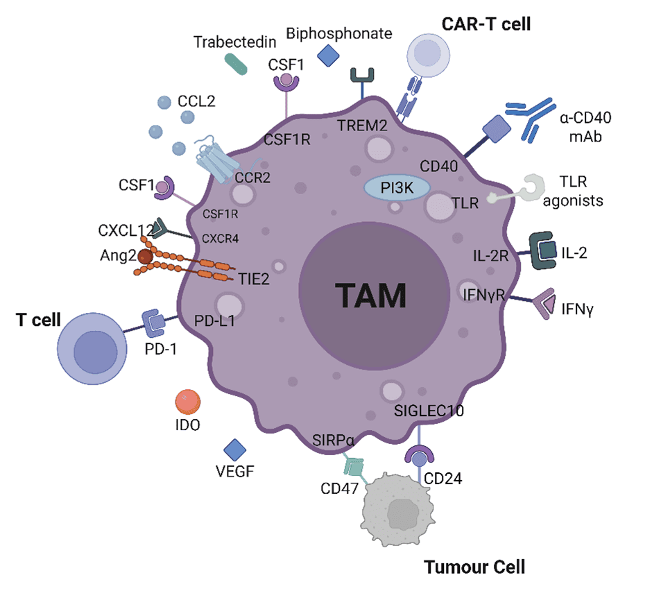 TAM with therapeutic targets image for LP I-O.png