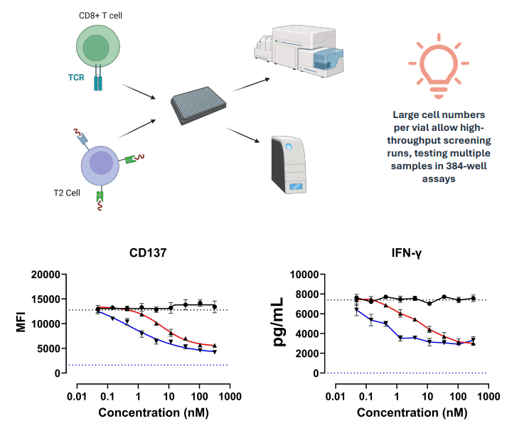 TCR-T Cells for Assessment of Immune Modulators.png