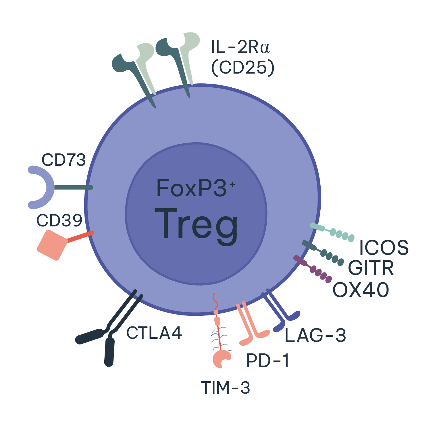 Treg autoimmunity RoukenBio