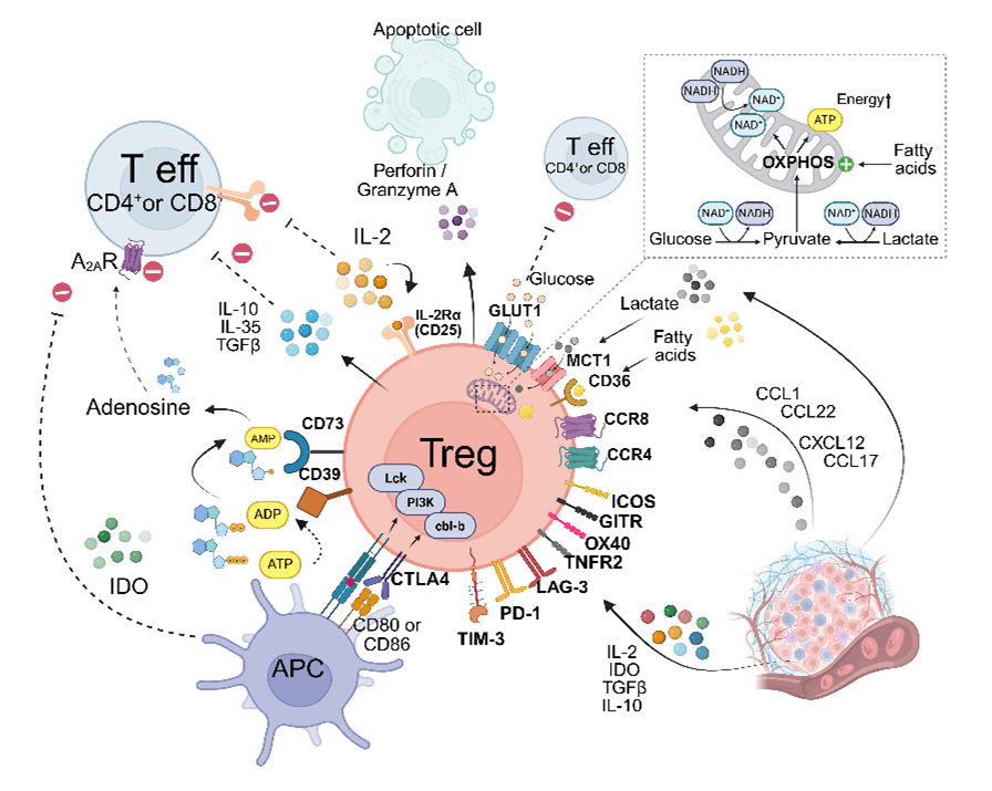Treg with therapeutic targets