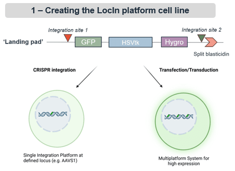creating the locin platform cell line.png