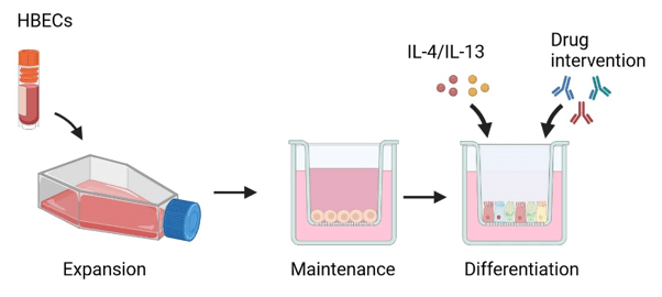 RoukenBio's human-relevant ALI model's mechanism