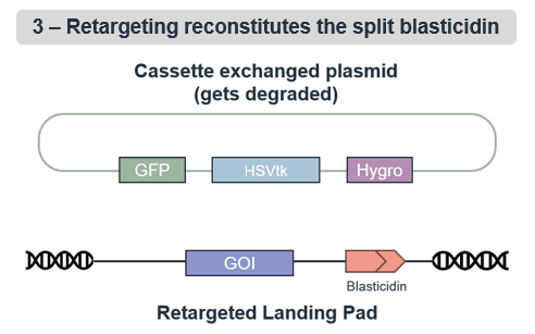 retargeting reconstitutes the split blasticidin.png